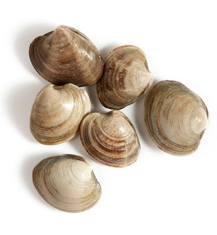 Littleneck Clams